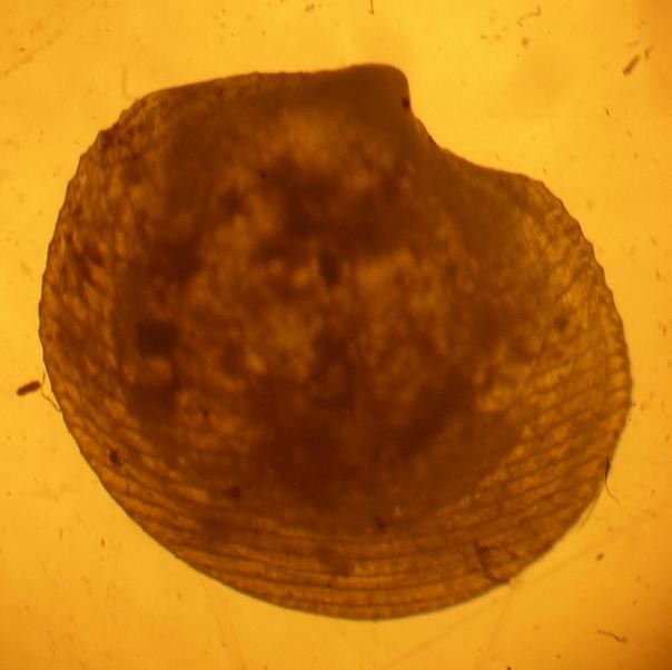 Bivalve:  Lucinella divaricata